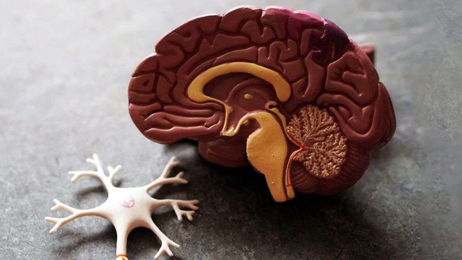 Cómo Funciona El Cerebro