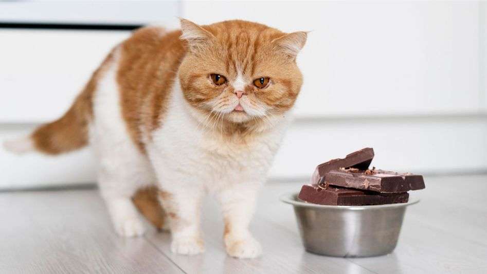 gato come chocolate