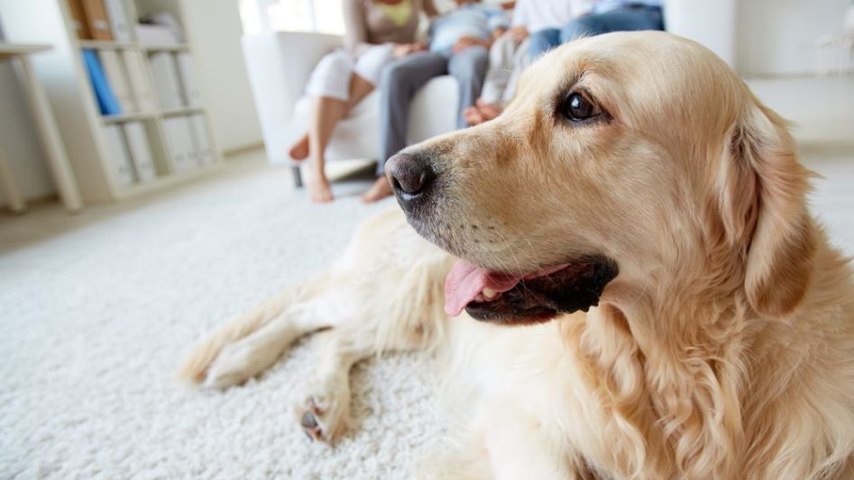 Consejos para cuidar a tu perro en casa