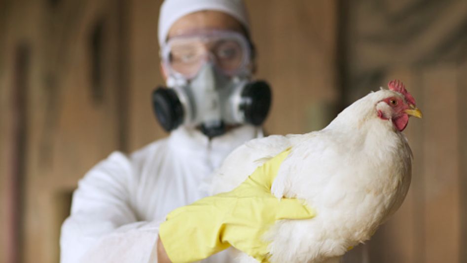La Próxima Pandemia de la Humanidad de la Gripe Aviar