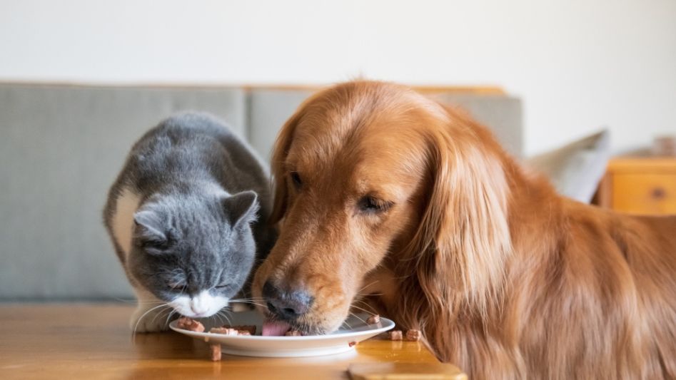 alimentos que nunca debes darle a un perro o gato