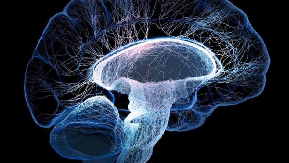 curiosos sobre el cerebro humano